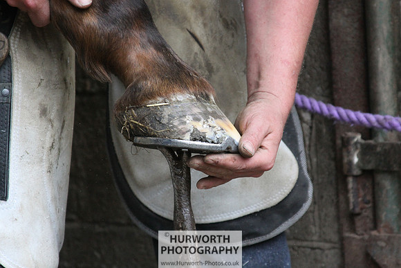 Farrier 061