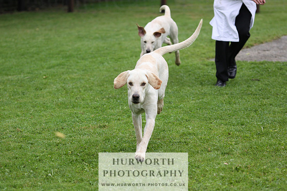 Sinnington Puppy Show 103