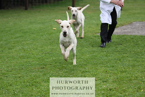 Sinnington Puppy Show 102