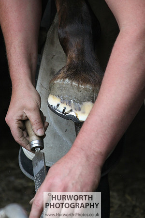 Farrier 062