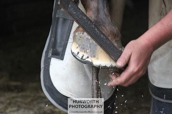 Farrier 065