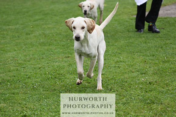 Sinnington Puppy Show 104