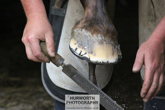 Farrier 067