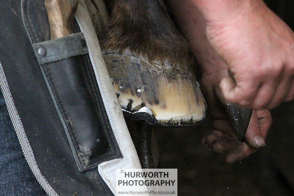 Farrier 068
