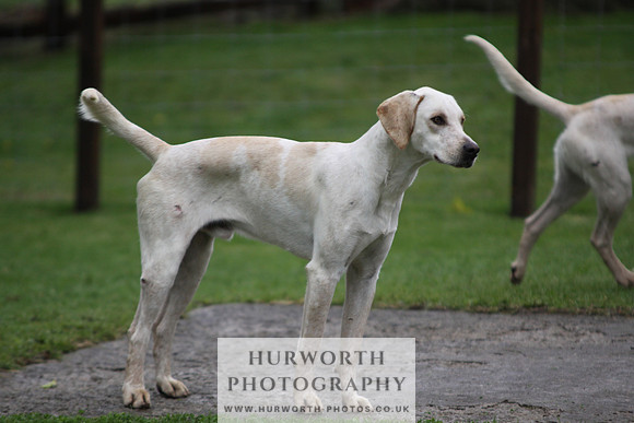 Sinnington Puppy Show 106