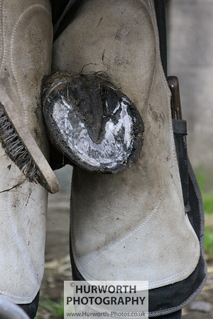 Farrier 073