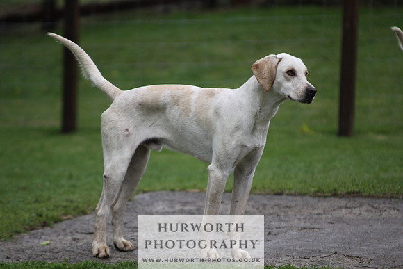 Sinnington Puppy Show 107