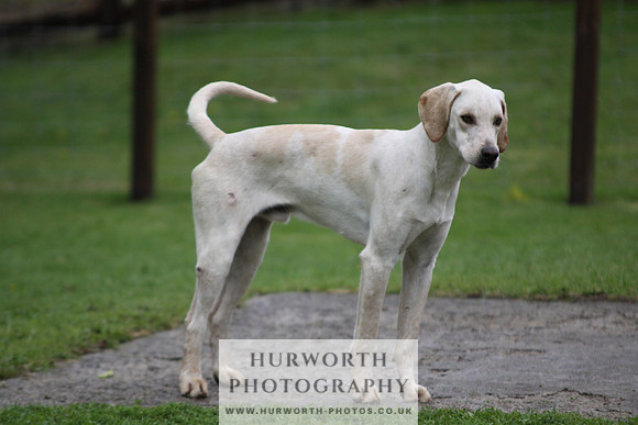 Sinnington Puppy Show 108