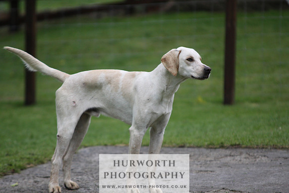 Sinnington Puppy Show 109
