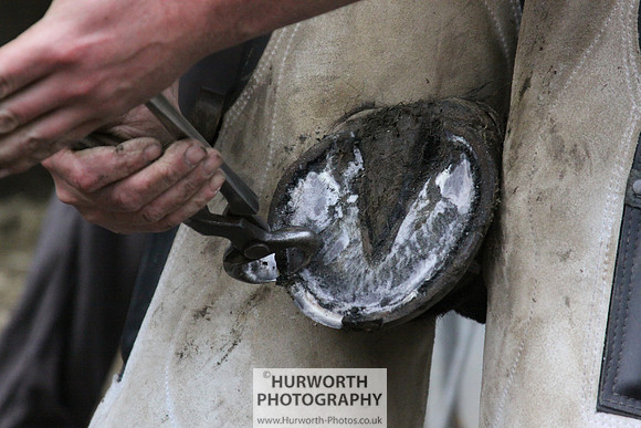 Farrier 079