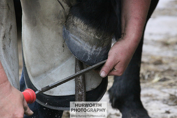 Farrier 084