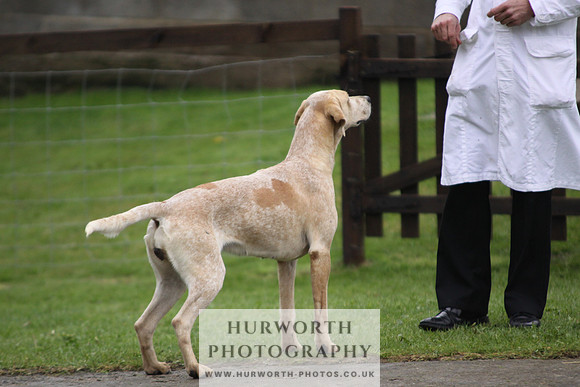 Sinnington Puppy Show 113