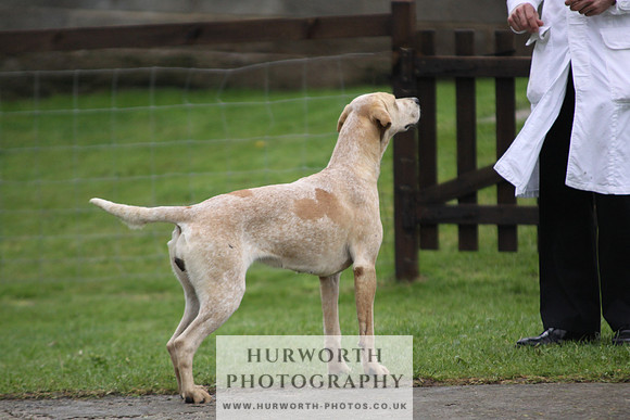 Sinnington Puppy Show 114