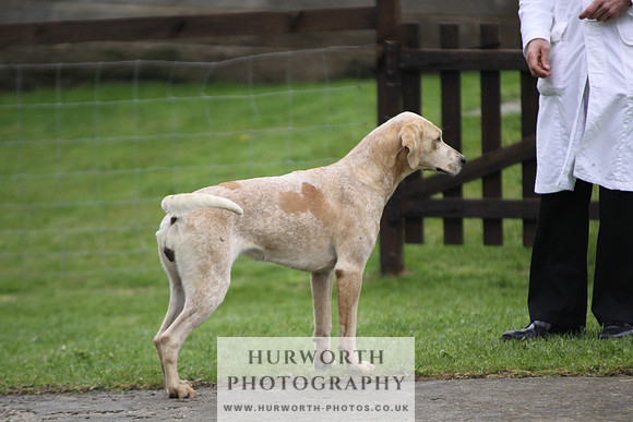 Sinnington Puppy Show 115