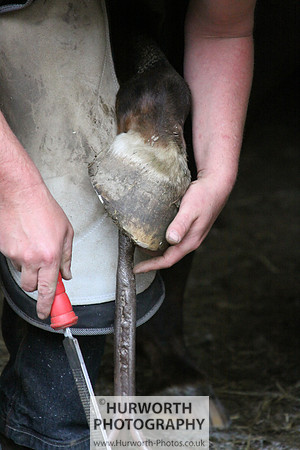 Farrier 004