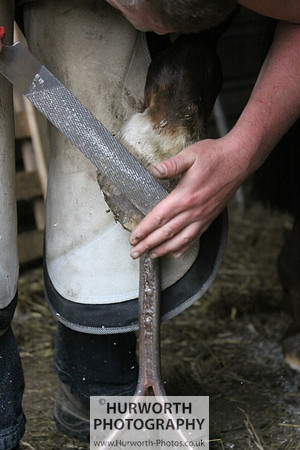 Farrier 006