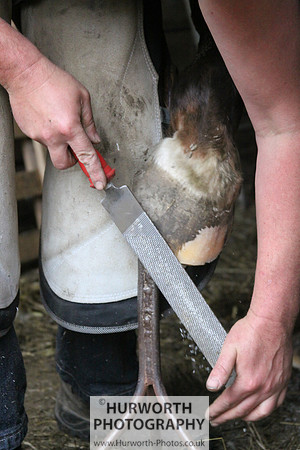 Farrier 007