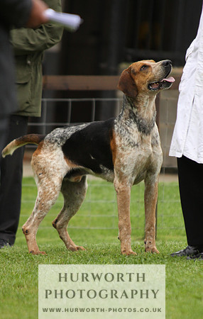 Sinnington Puppy Show 157