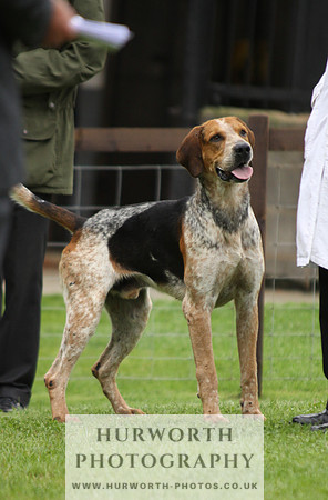Sinnington Puppy Show 158