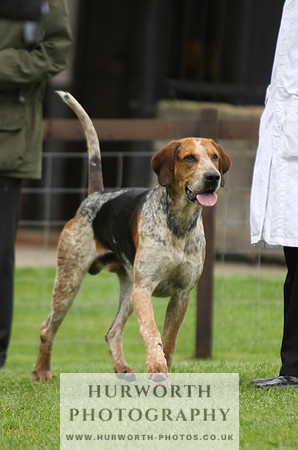 Sinnington Puppy Show 159