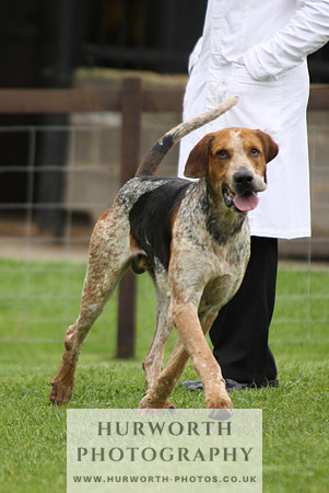 Sinnington Puppy Show 160