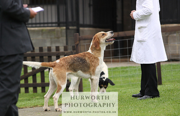 Sinnington Puppy Show 164