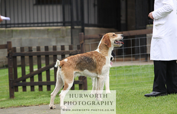 Sinnington Puppy Show 165