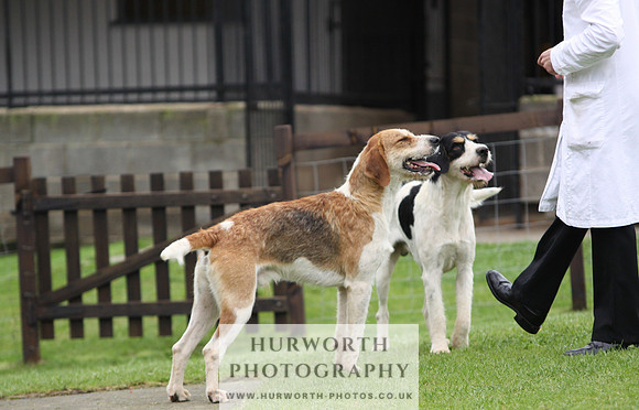 Sinnington Puppy Show 166