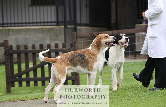 Sinnington Puppy Show 167