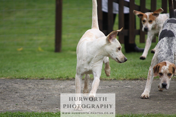 Sinnington Puppy Show 236