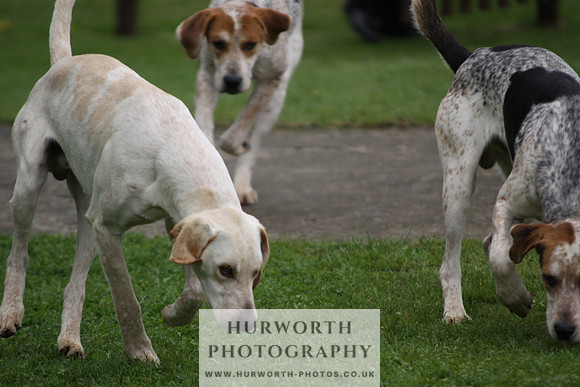 Sinnington Puppy Show 237