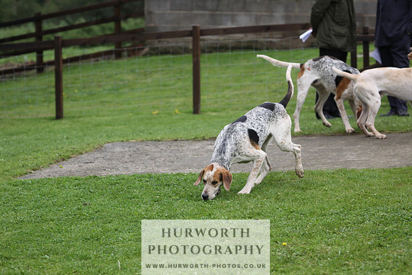 Sinnington Puppy Show 238