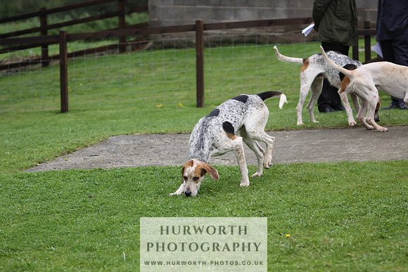Sinnington Puppy Show 239