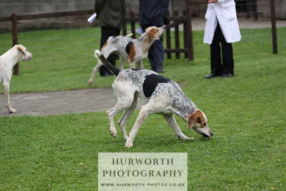 Sinnington Puppy Show 240