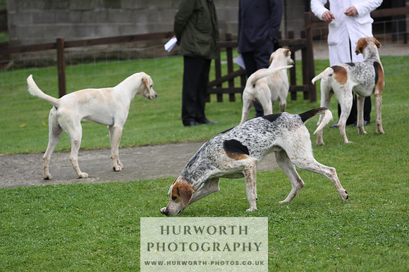 Sinnington Puppy Show 241