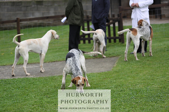 Sinnington Puppy Show 242