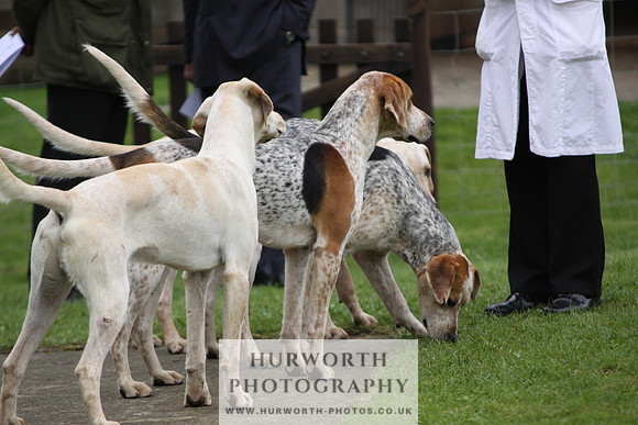 Sinnington Puppy Show 243