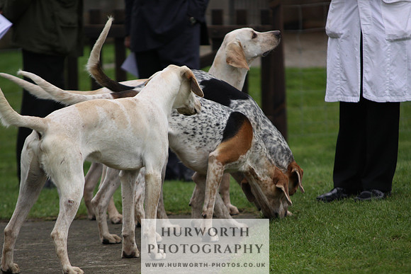 Sinnington Puppy Show 244