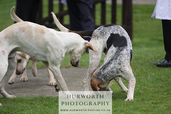 Sinnington Puppy Show 245