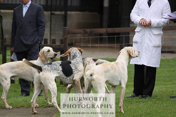 Sinnington Puppy Show 246