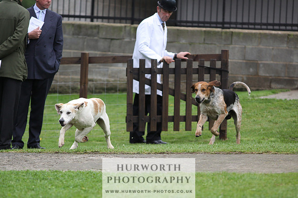 Sinnington Puppy Show 249