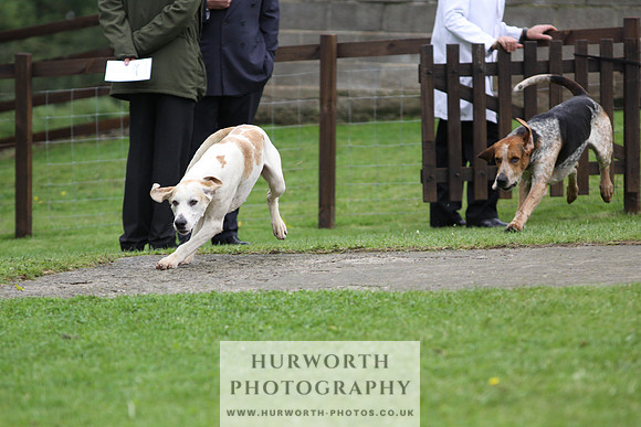 Sinnington Puppy Show 250