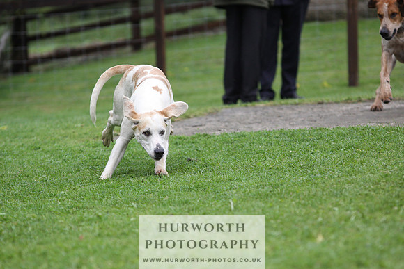 Sinnington Puppy Show 251