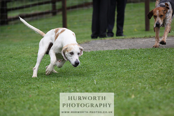 Sinnington Puppy Show 252