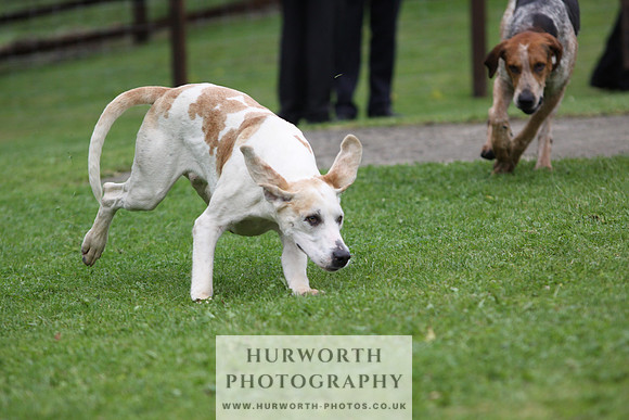 Sinnington Puppy Show 253