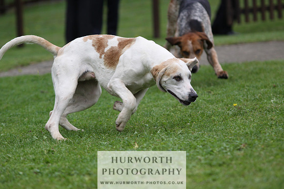 Sinnington Puppy Show 254