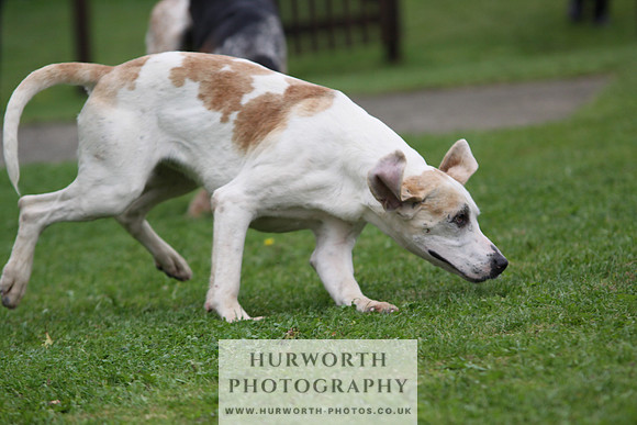 Sinnington Puppy Show 255