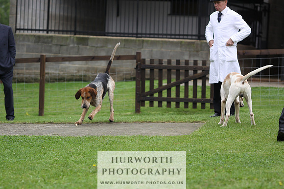Sinnington Puppy Show 256