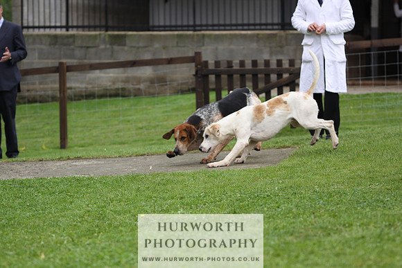 Sinnington Puppy Show 257