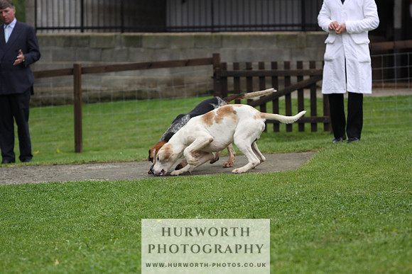 Sinnington Puppy Show 258